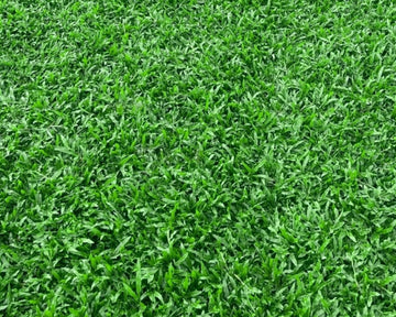 Buffalo Grass Seeds