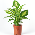 Dieffenbachia Camille
