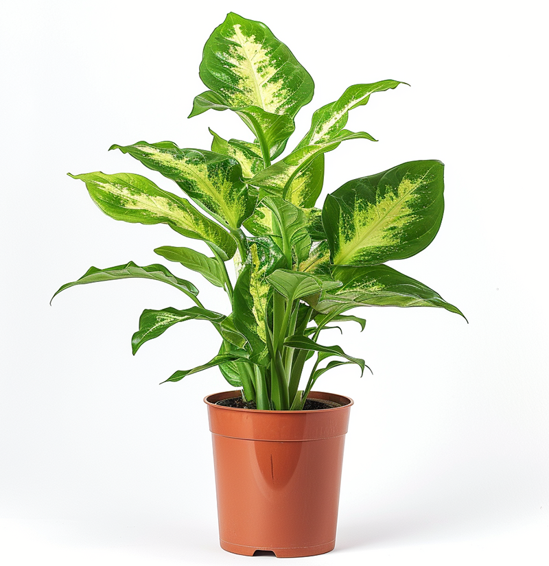Dieffenbachia Camille
