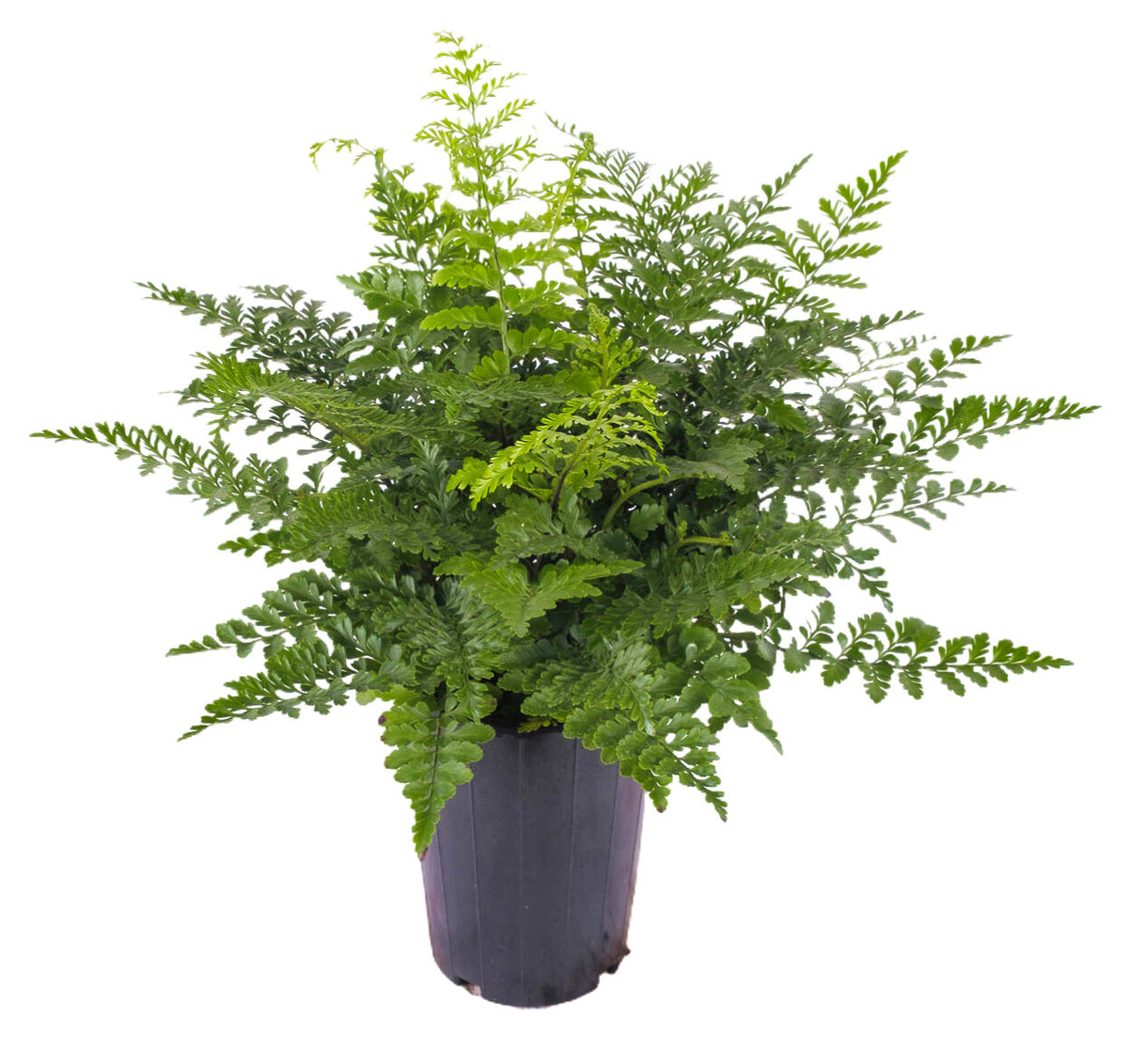 席瓦斯鐵角蕨（Shivas Fern）