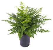席瓦斯鐵角蕨（Shivas Fern）