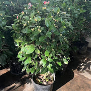 山茶花（Camellia japonica）