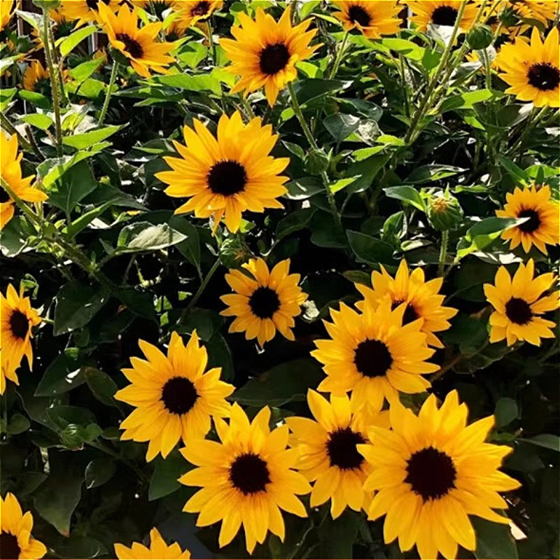 向日葵（Helianthus annuus）