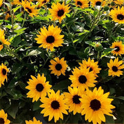 向日葵（Helianthus annuus）
