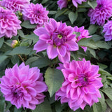 Dahlias