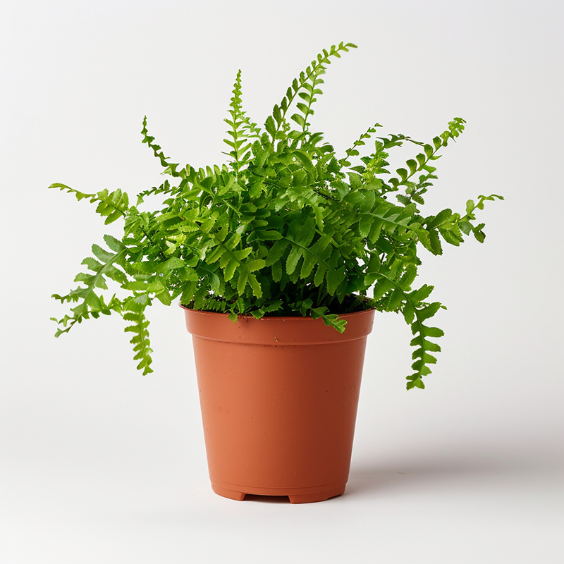 波士頓腎蕨（Nephrolepis exaltata）