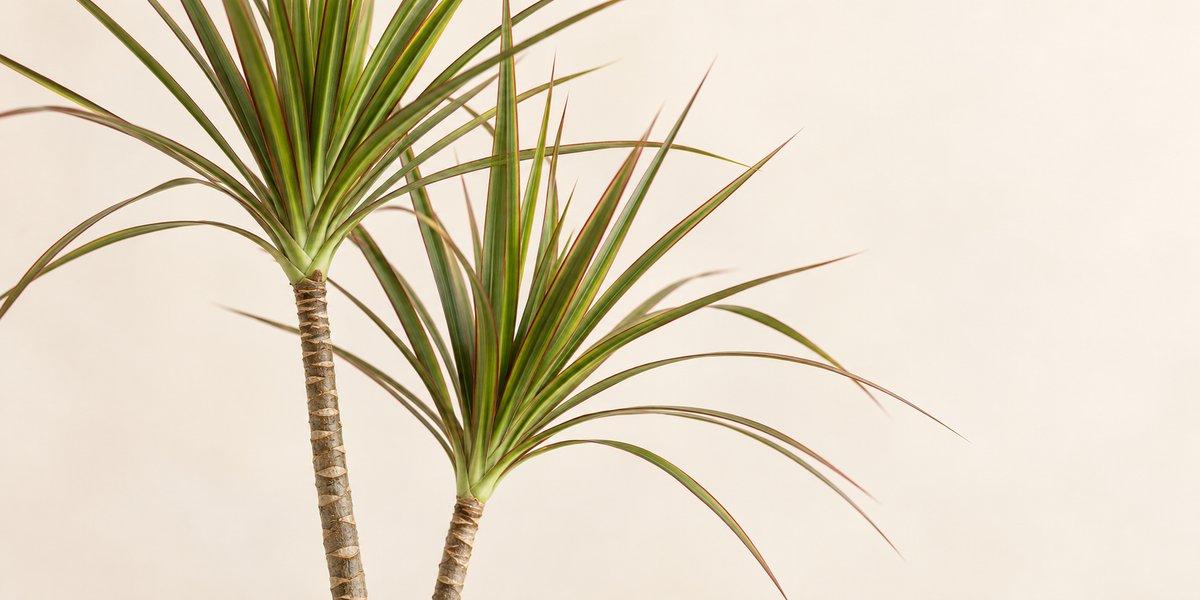 Indoor Multi-Head Dracaena Marginata