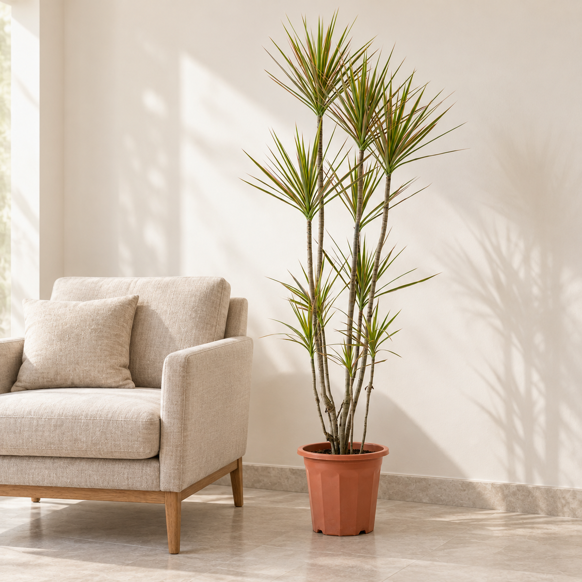 Multi-head dragon tree beside a reading chair