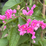 Mexican Creeper (Antigonon leptopus)