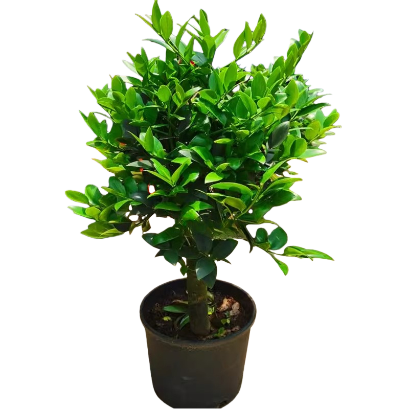 羅漢松（Podocarpus macrophyllus）