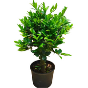 羅漢松（Podocarpus macrophyllus）