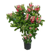 使君子／紅花藤（Quisqualis indica）