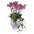 Phalaenopsis Orchid Cherry Dream - Elegant Potted Plant