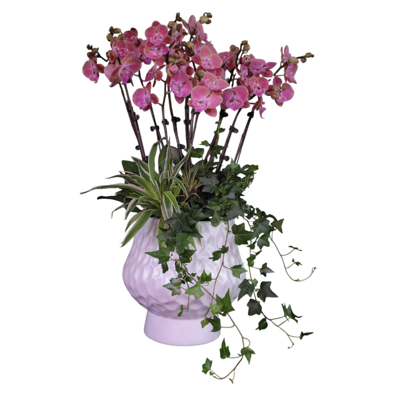 Phalaenopsis Orchid Cherry Dream - Elegant Potted Plant