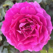 玫瑰（Rosa spp.）