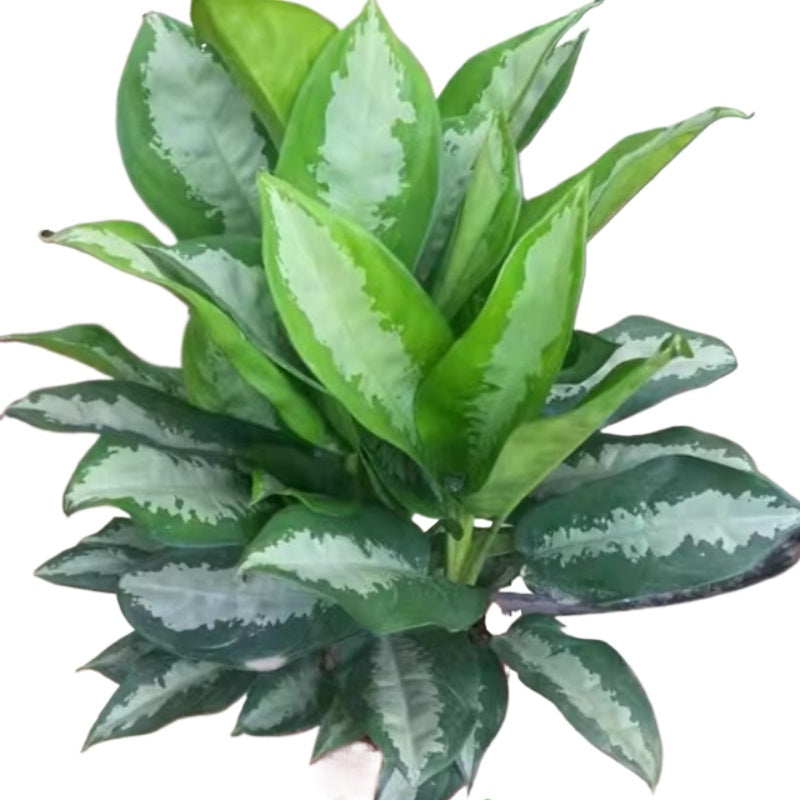 Aglaonema 'Pattaya Beauty'