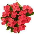 Euphorbia milii (Crown of Thorns)