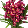 Cymbidium Faberi 'Dahongpao'