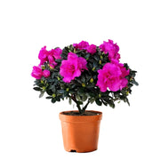 Rhododendron hybridum Hot