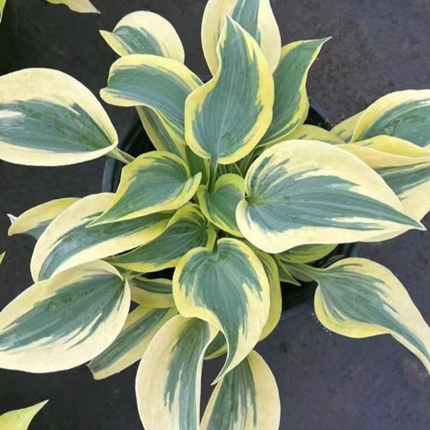 Hosta plantaginea(Plantain Lily)