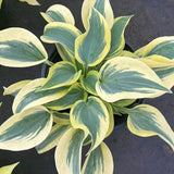 Hosta plantaginea(Plantain Lily)