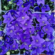 桔梗（氣球花 Balloon Flower）