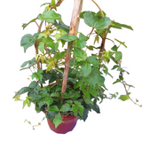 Diverse-Leaved Creeper Plant for Colorful Gardens
