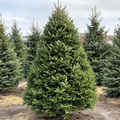 Fresh Cut Noble Fir October Price