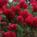 Climbing Roses - Red