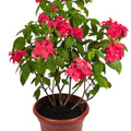 Mussaenda erythrophylla (Red Flag Bush)
