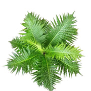 銀夫人蕨／迷你樹蕨（Blechnum gibbum）