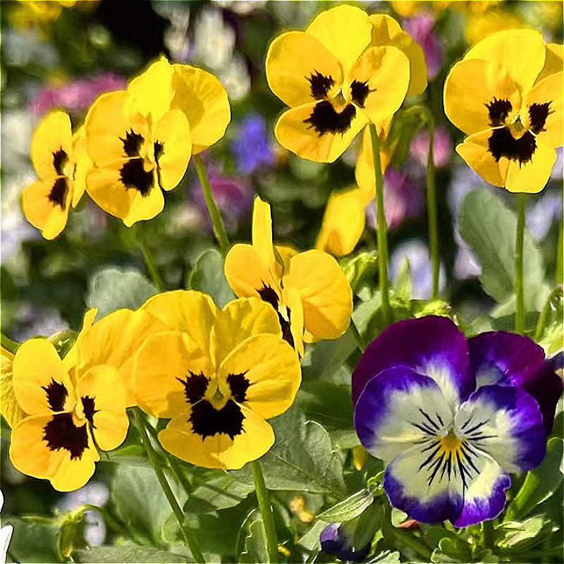 Pansy
