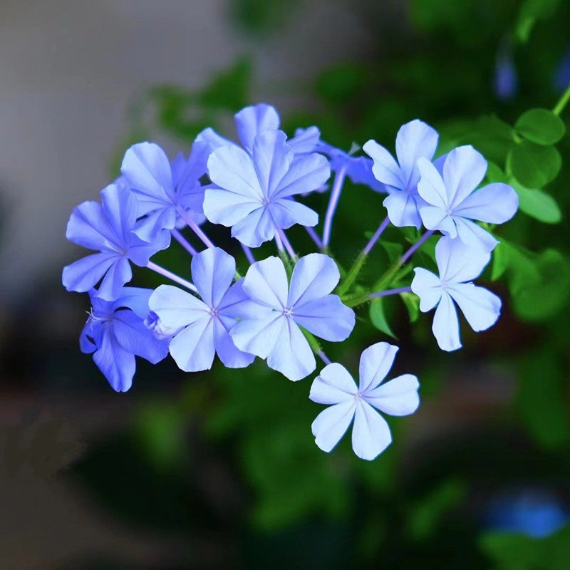 Cape Leadwort (Plumbago)