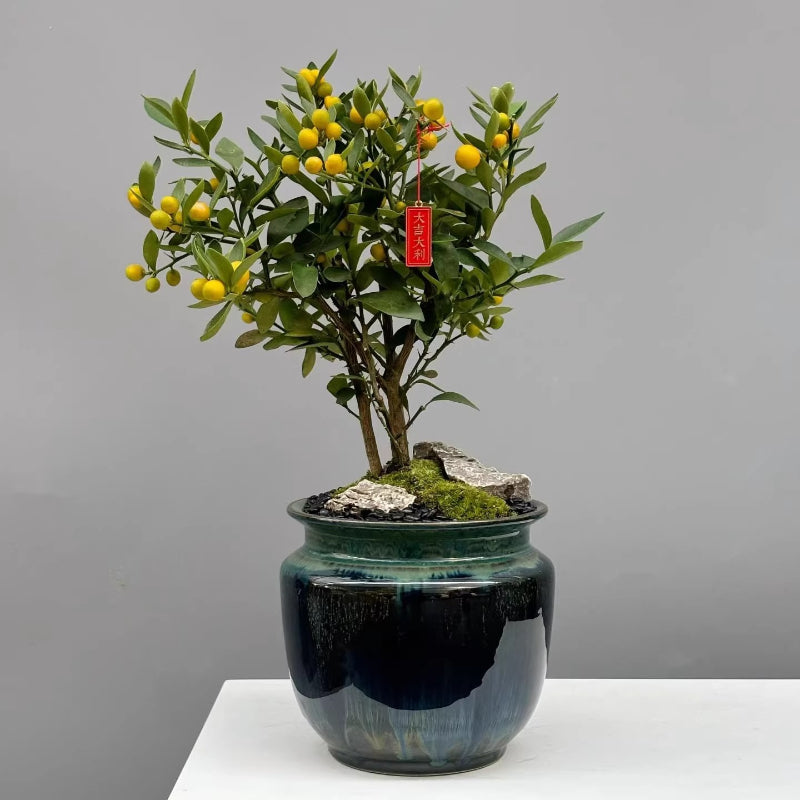 Fortunella spp.(kumquat bonsai)