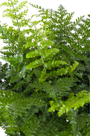席瓦斯鐵角蕨（Shivas Fern）