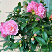山茶花（Camellia japonica）