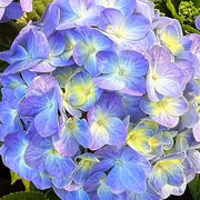 大葉繡球花（Hydrangea macrophylla）