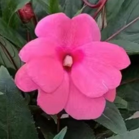 Impatiens Hawkeri