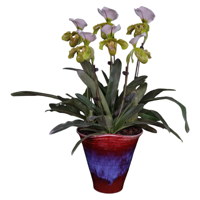Buy Paphiopedilum Orchid Online – Gentle Charm Potted Plant