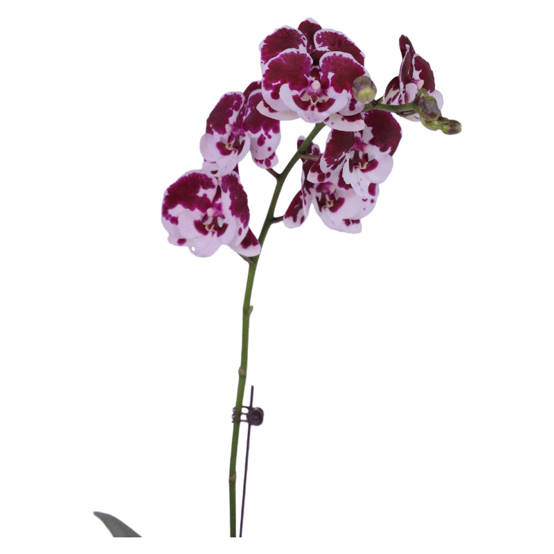 Phalaenopsis Cherry Dream Orchid for Elegant Displays