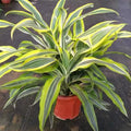 Dracaena Fragrans Victoria