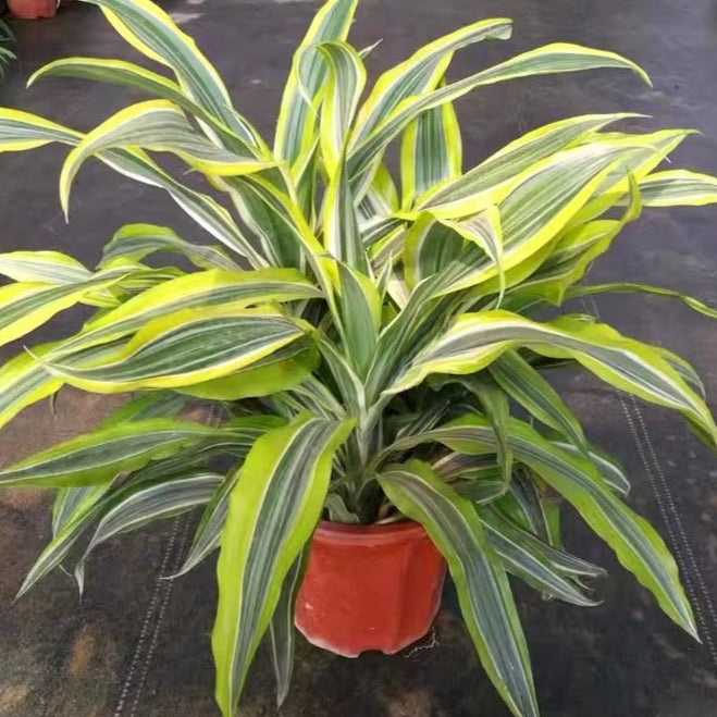 dracaena fragrans 中文 Dracaena Fragrans Victoria – Garden Plus