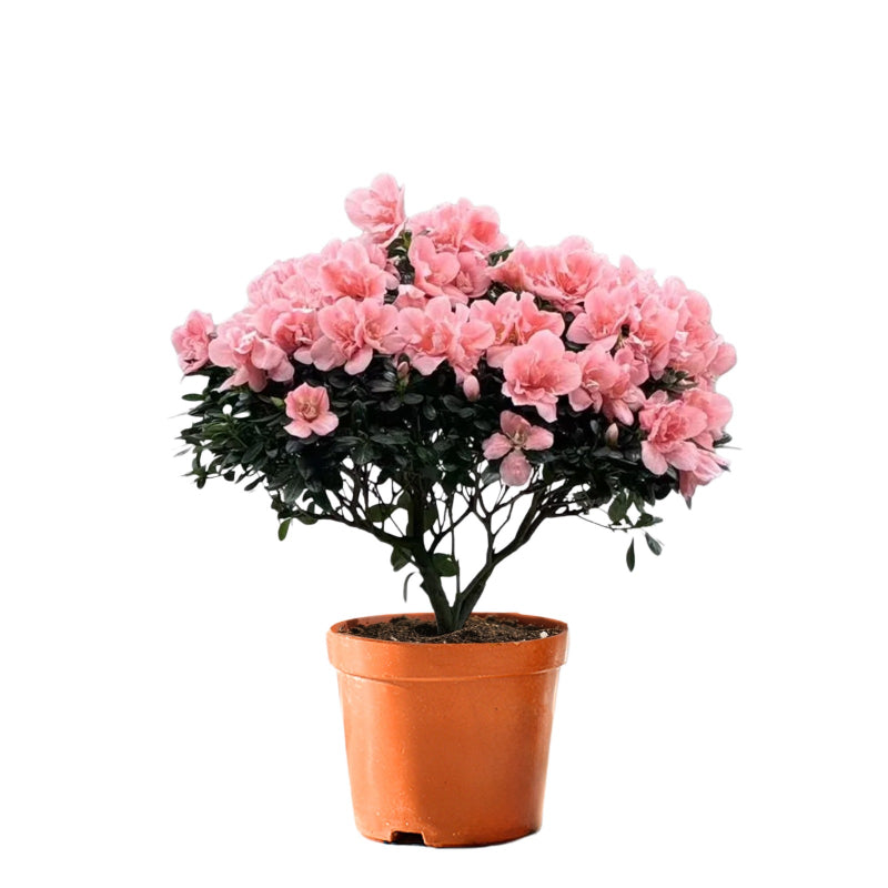Rhododendron hybridum Hot