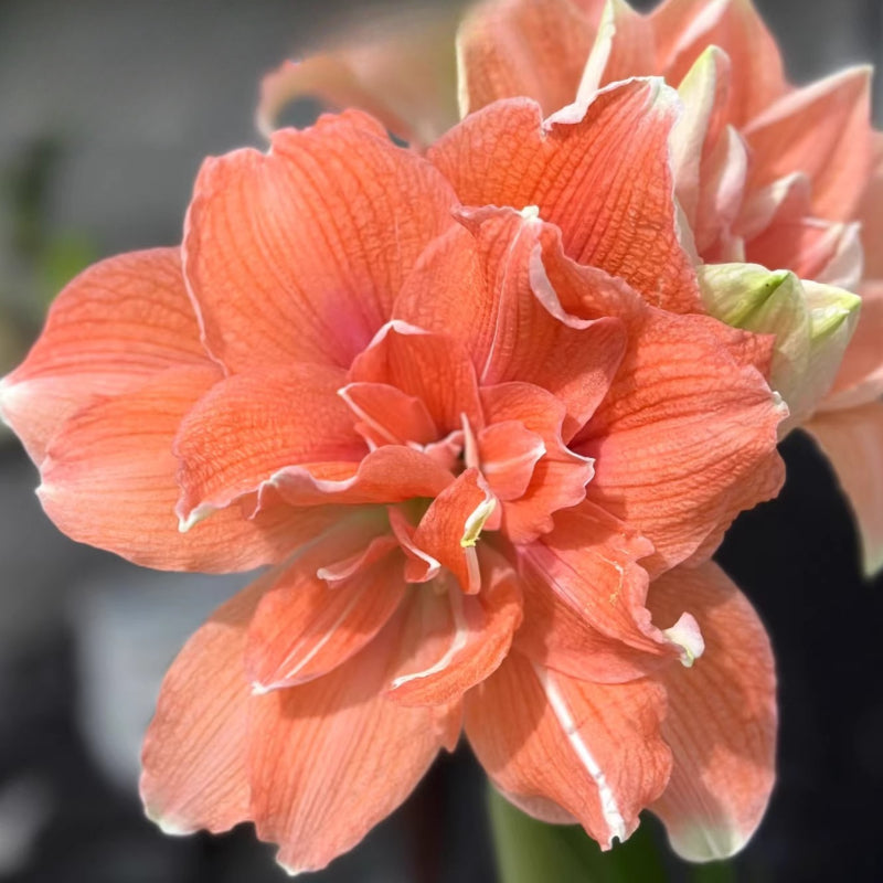 Hippeastrum Rutilum