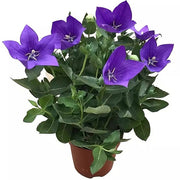 桔梗（氣球花 Balloon Flower）