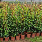 白花油麻藤（Mucuna birdwoodiana）