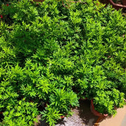 艾草（Artemisia vulgaris）