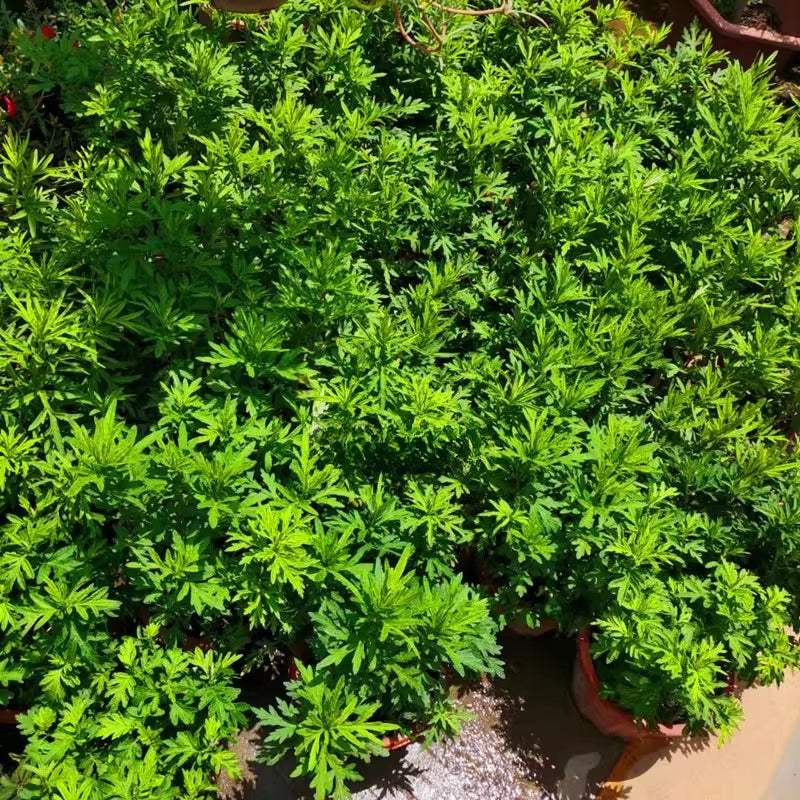 Mugwort (Artemisia vulgaris)