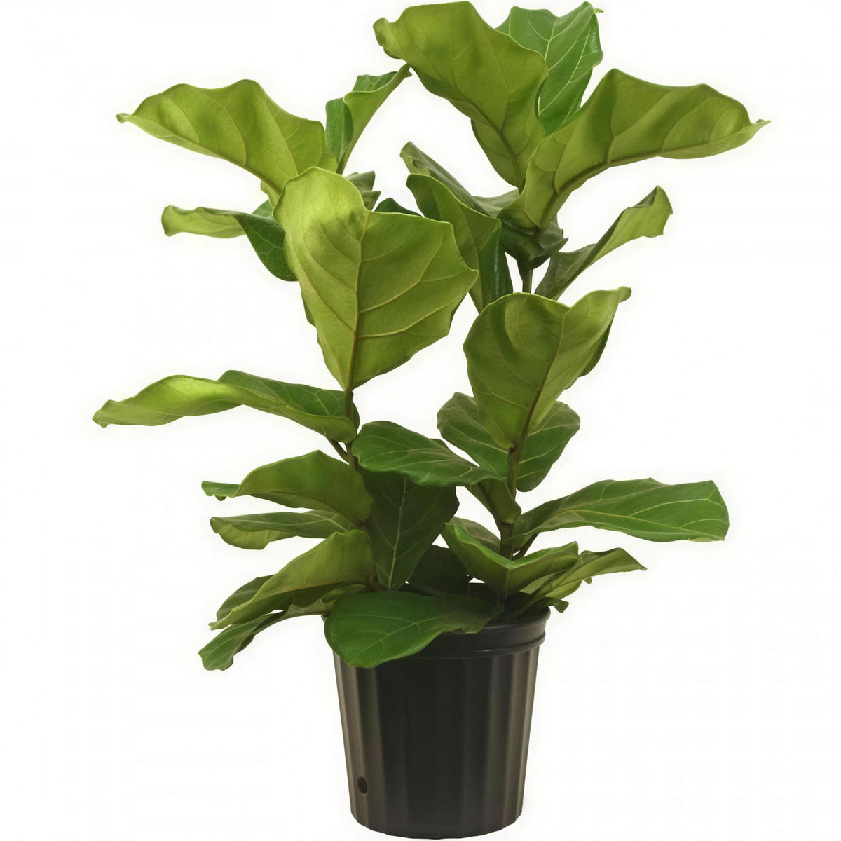 Fiddle-Leaf Fig