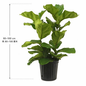 Ficus lyrata — size